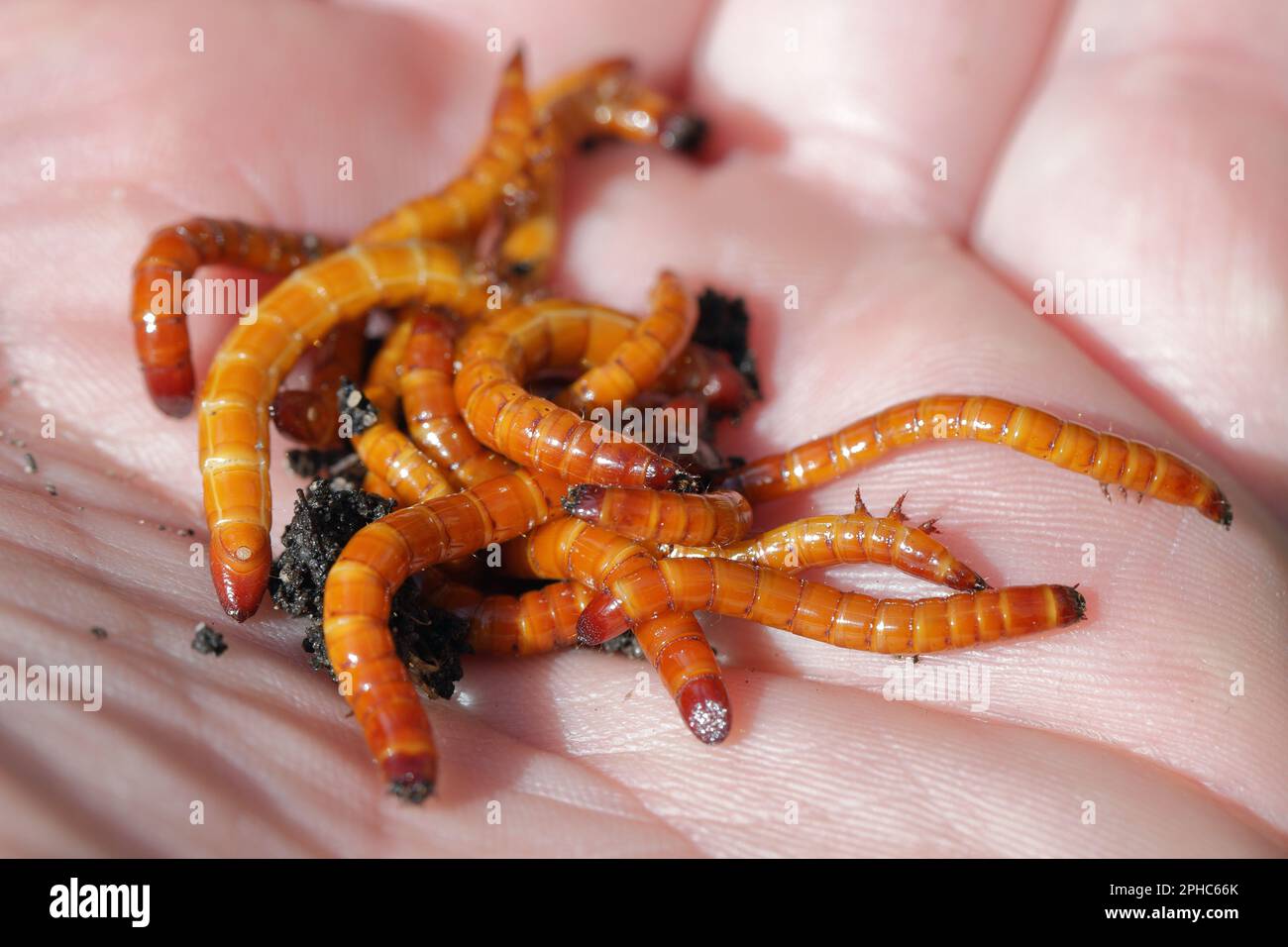 Vers-fils, larves du coléoptère de clic (Elateridae). Les ravageurs des plantes, économiquement importants, vivent dans le sol et mordent les racines. Banque D'Images