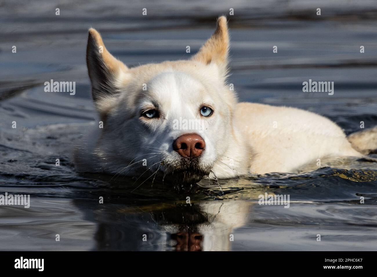 Chien blanc avec les yeux bleus nage dans le lac.Portrait de chien.Husky Banque D'Images