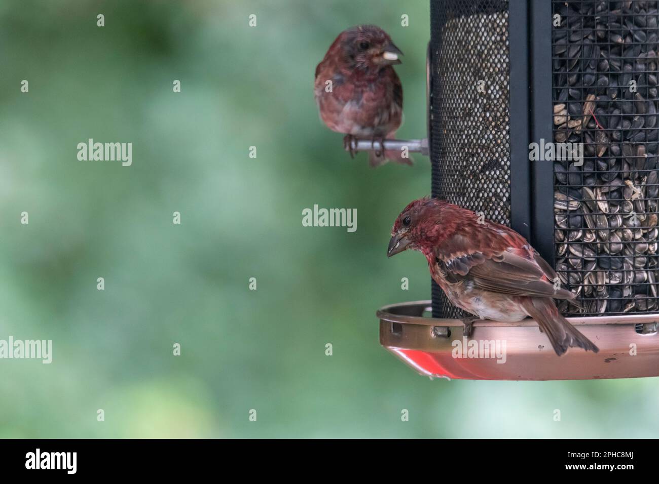 mâle, Purple finch, purpureus héorheux, en voie de mue, au seeda mangeant des oiseaux Banque D'Images