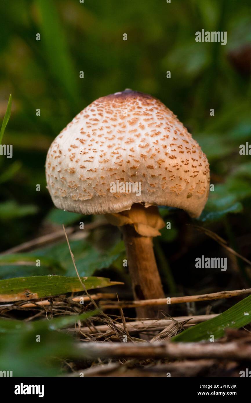 Les champignons poussent parmi les arbres pris par la lumière du soleil du matin Banque D'Images