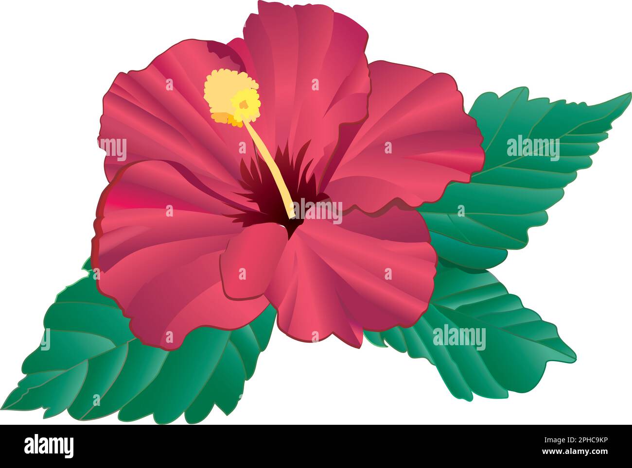 Hibiscus, Rouge - réaliste, détail de l'art vectoriel Feuilles et fleurs isolées modifiables. Illustration de Vecteur