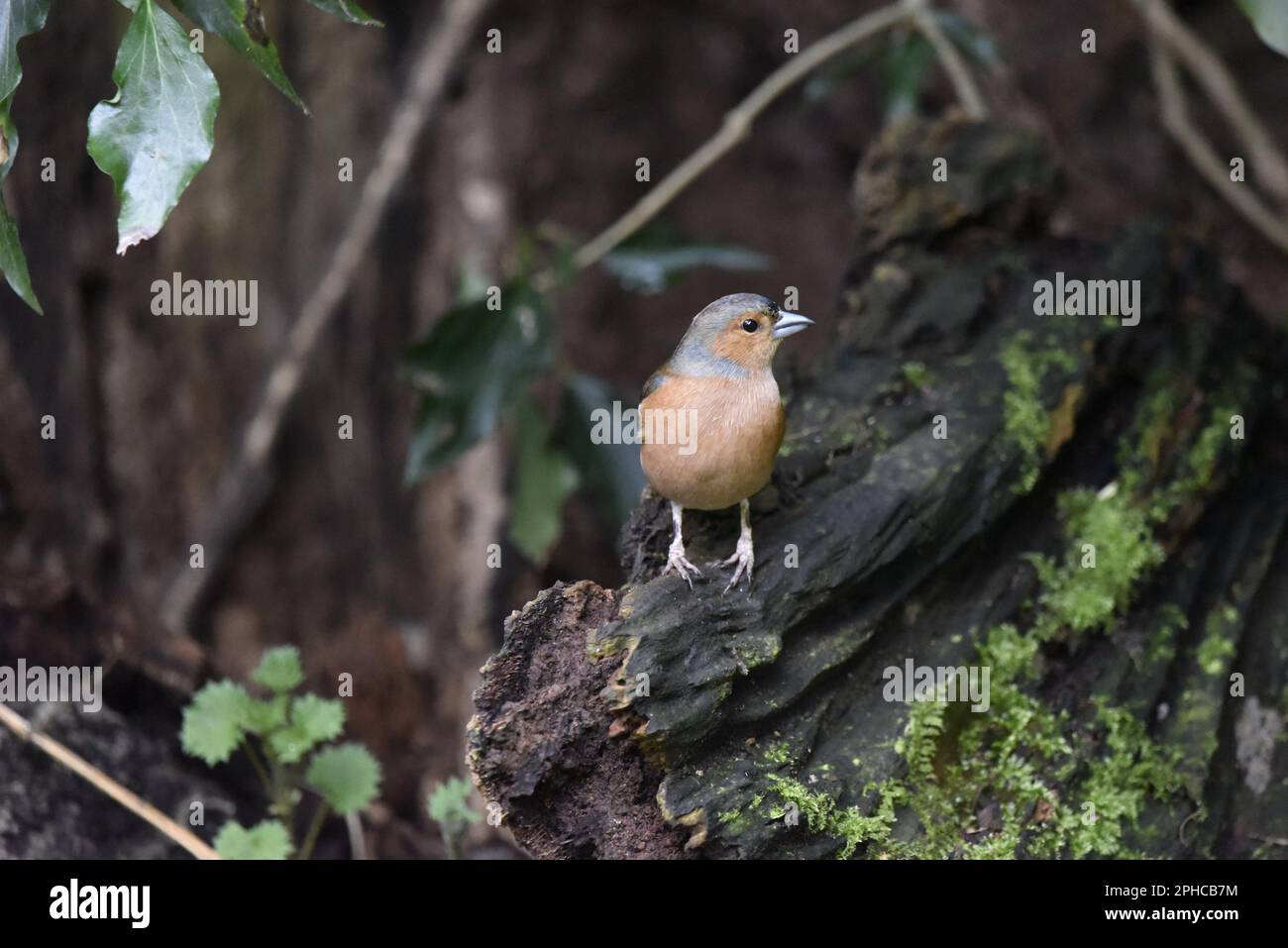 Chaffinch masculin (Fringilla coelebs) perché à droite de l'image sur un tronc d'arbre en décomposition, pieds en avant, tête tournée à droite, prise en mars au Royaume-Uni Banque D'Images