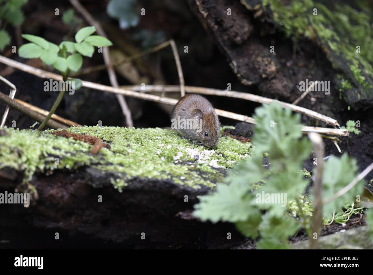 Image de face d'un taupe de banque (Clethrionomys glareolus) manger à partir de mousse couvert arbre dépayé Log dans la forêt au Royaume-Uni au printemps Banque D'Images
