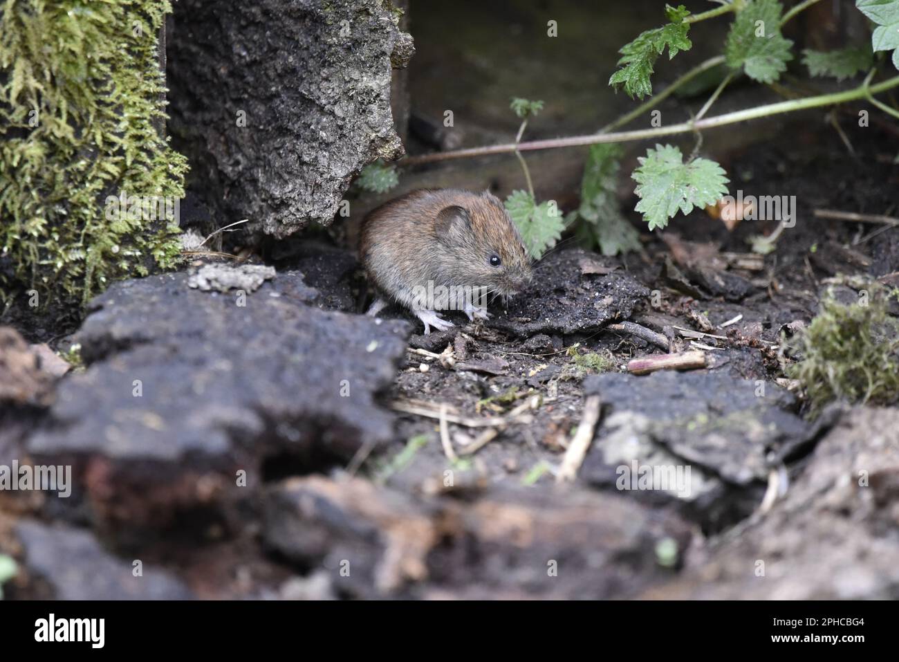 Bank Vole (Clethrionomys glareolus) dans le profil droit sur le plancher de bois, Sniffing The Spring Air à Staffordshire, Royaume-Uni en mars Banque D'Images