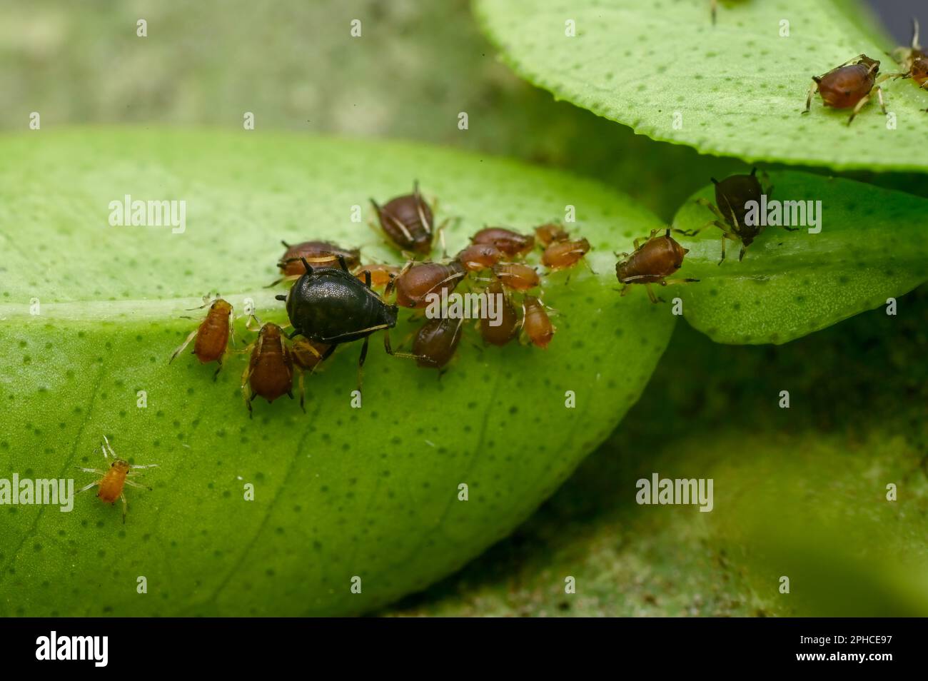 Beaucoup d'pucerons sous la feuille de plante d'agrumes . Les pucerons sont des parasites qui sucent la sève cellulaire de la plante et qui affectent la croissance et le développement de la plante. Banque D'Images