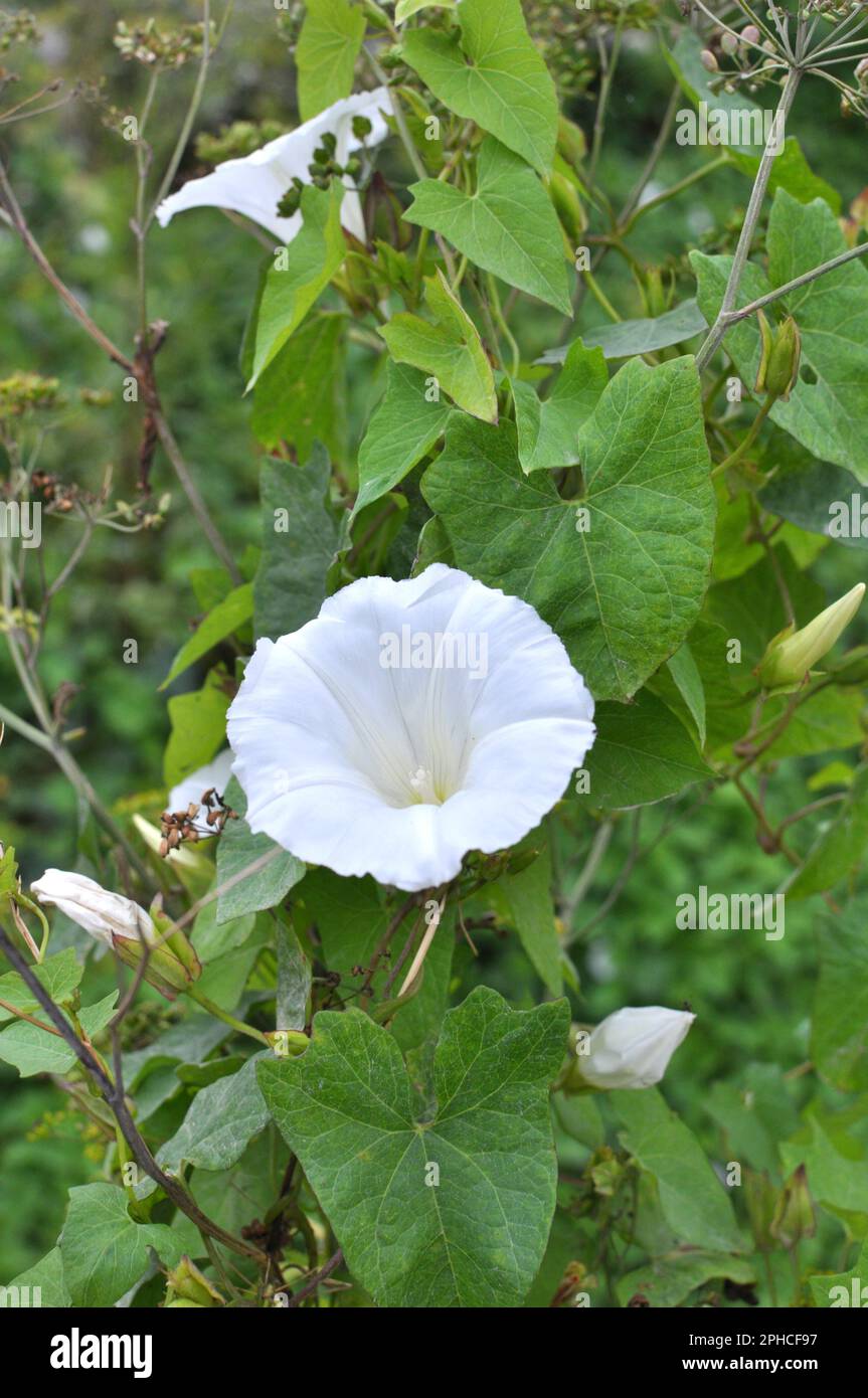 La plante de l'herbe à poux Calystegia sepium pousse dans la nature Banque D'Images