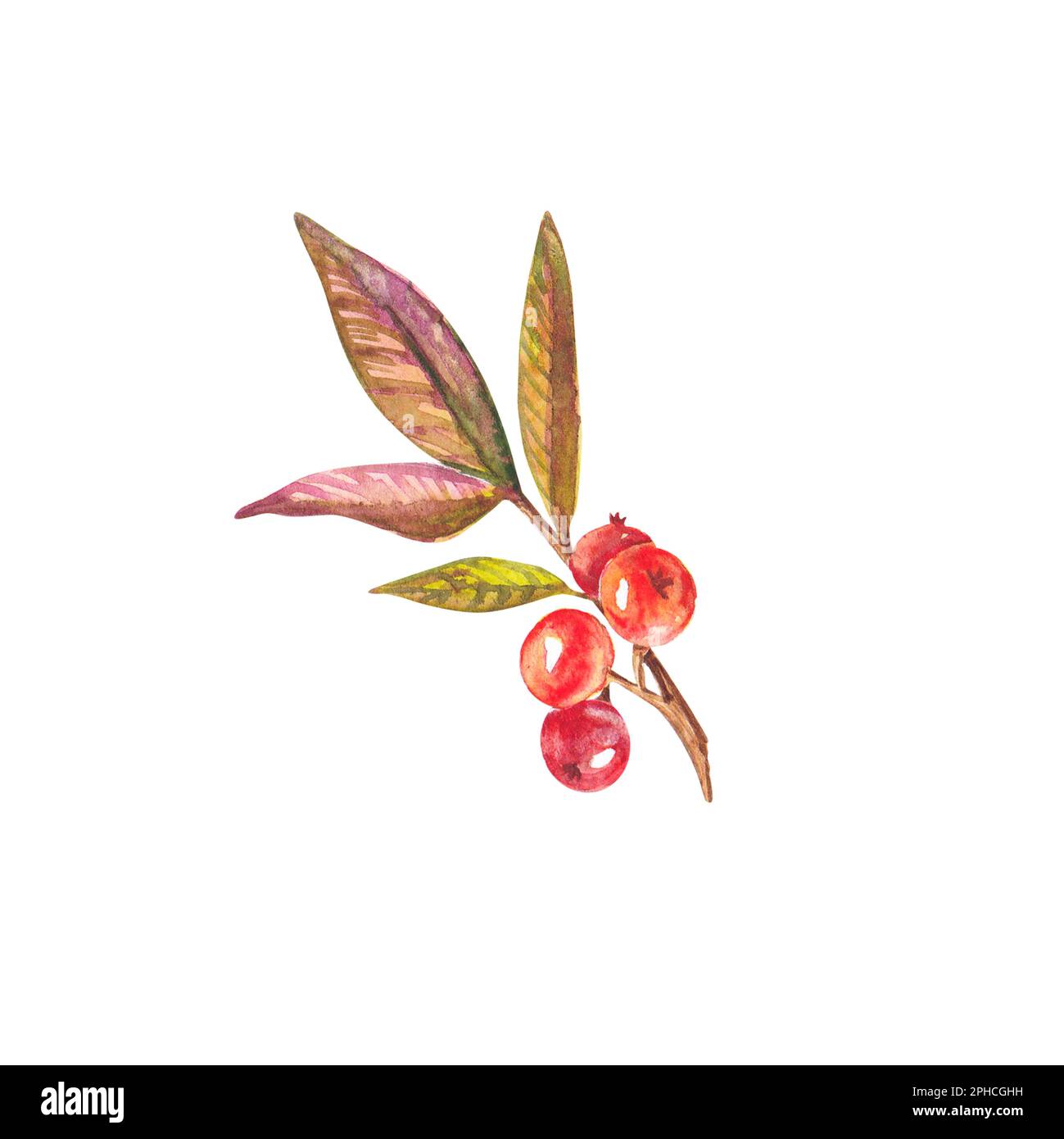 Baies d'aquarelle rouges sur une branche avec des feuilles surlignées sur un fond blanc. Illustration aquarelle avec baies et feuilles. Convient pour la conception, Banque D'Images