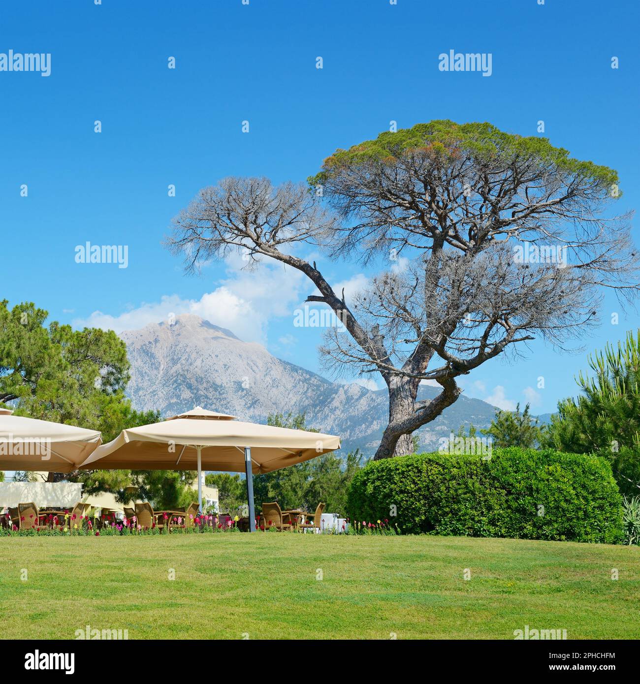 Bel arbre sur fond de big mountain Banque D'Images