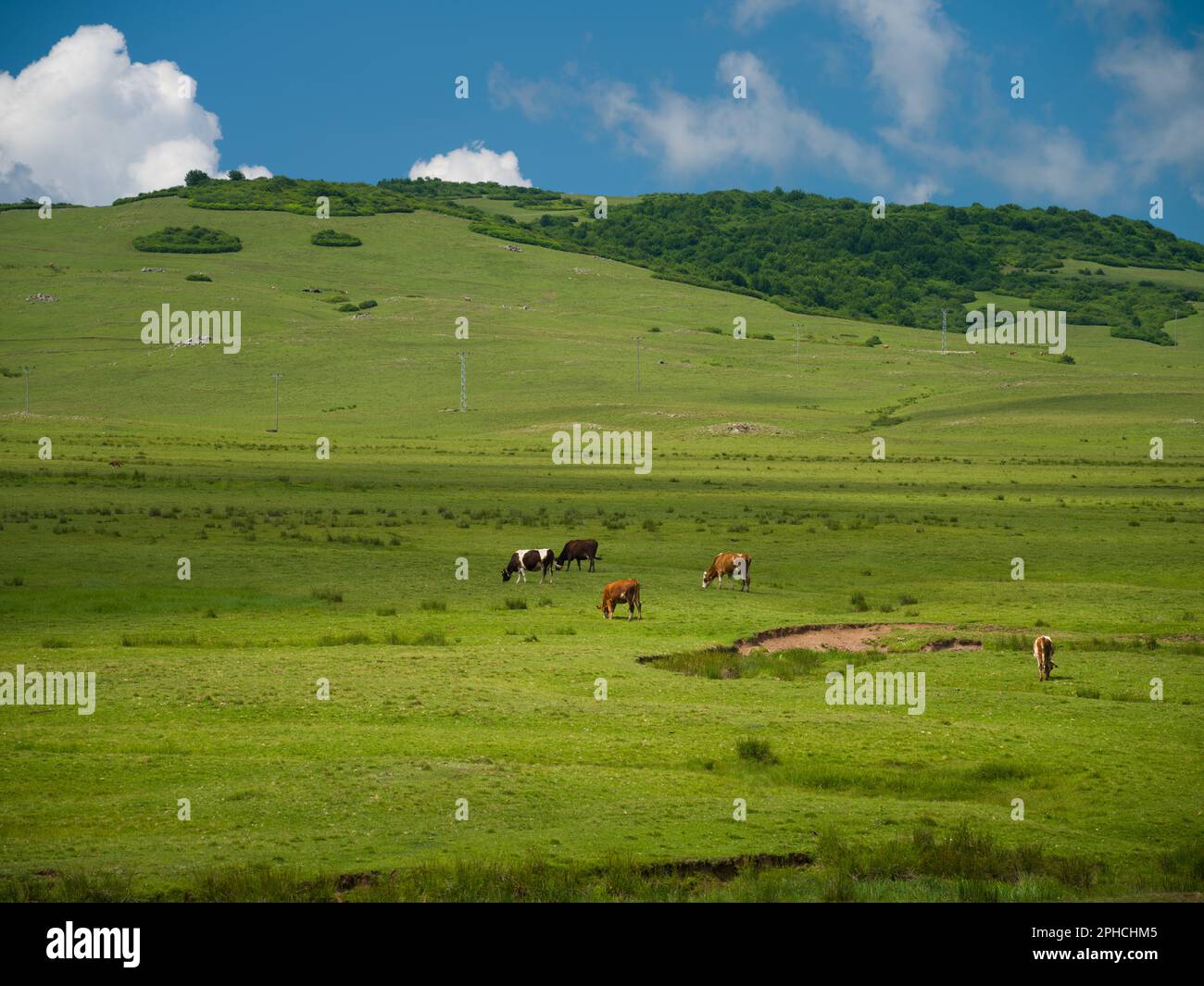 Vaches paissant dans la prairie. Prés du plateau de Persembe. District d'Aybasti, Ordu, Turquie Banque D'Images