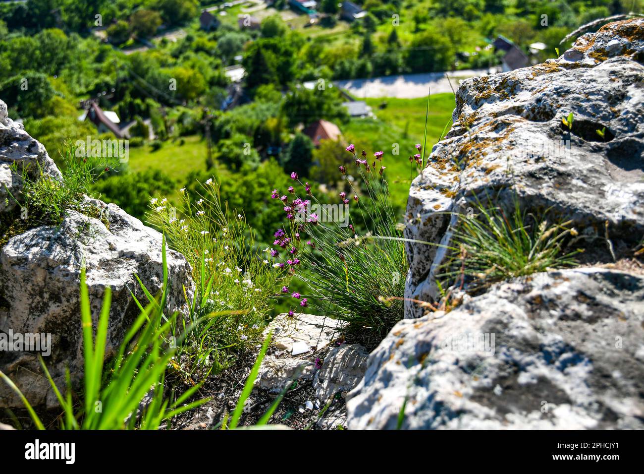 Des fleurs sauvages roses et blanches fleurissent sur une colline rocheuse, avec une vallée verte en arrière-plan Banque D'Images