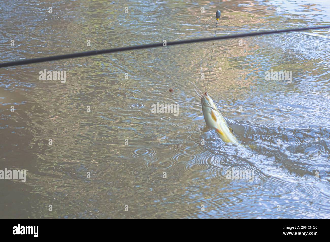 Mandi Chorão (Pimelodus maculatus) poisson capturé par un pêcheur qui est au bord d'une rivière, variation de poisson-chat. Banque D'Images