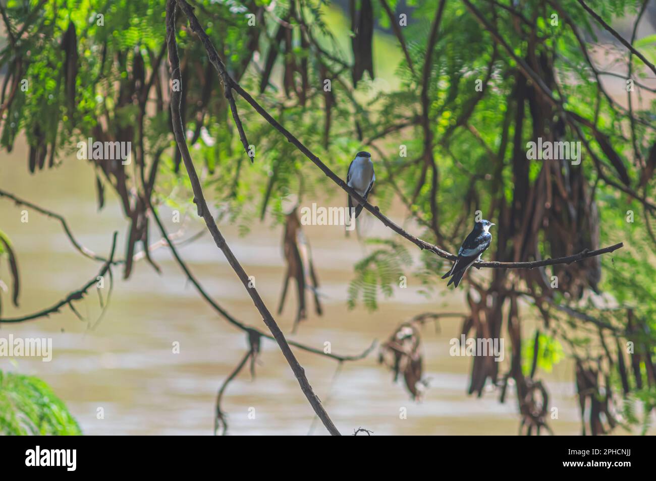 Oiseaux noirs et bleus dans un arbre qui est sur le bord d'une rivière, concept de la nature. Banque D'Images