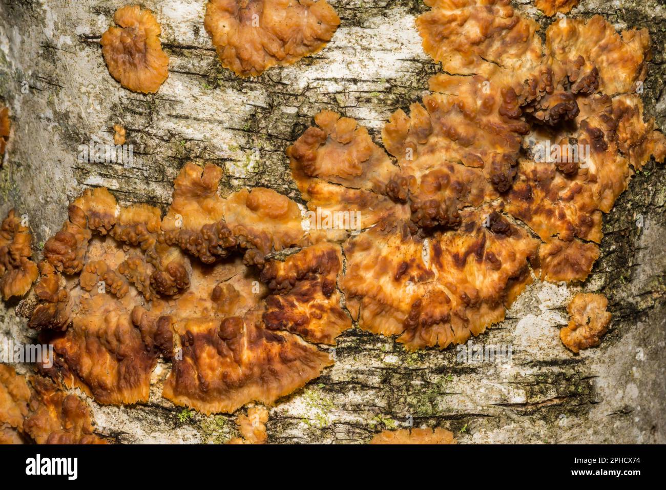 Champignons de la croûte ridée - Phlebia radiata Banque D'Images