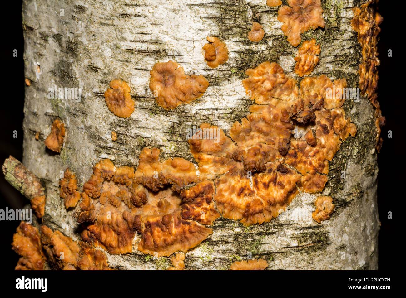 Champignons de la croûte ridée - Phlebia radiata Banque D'Images
