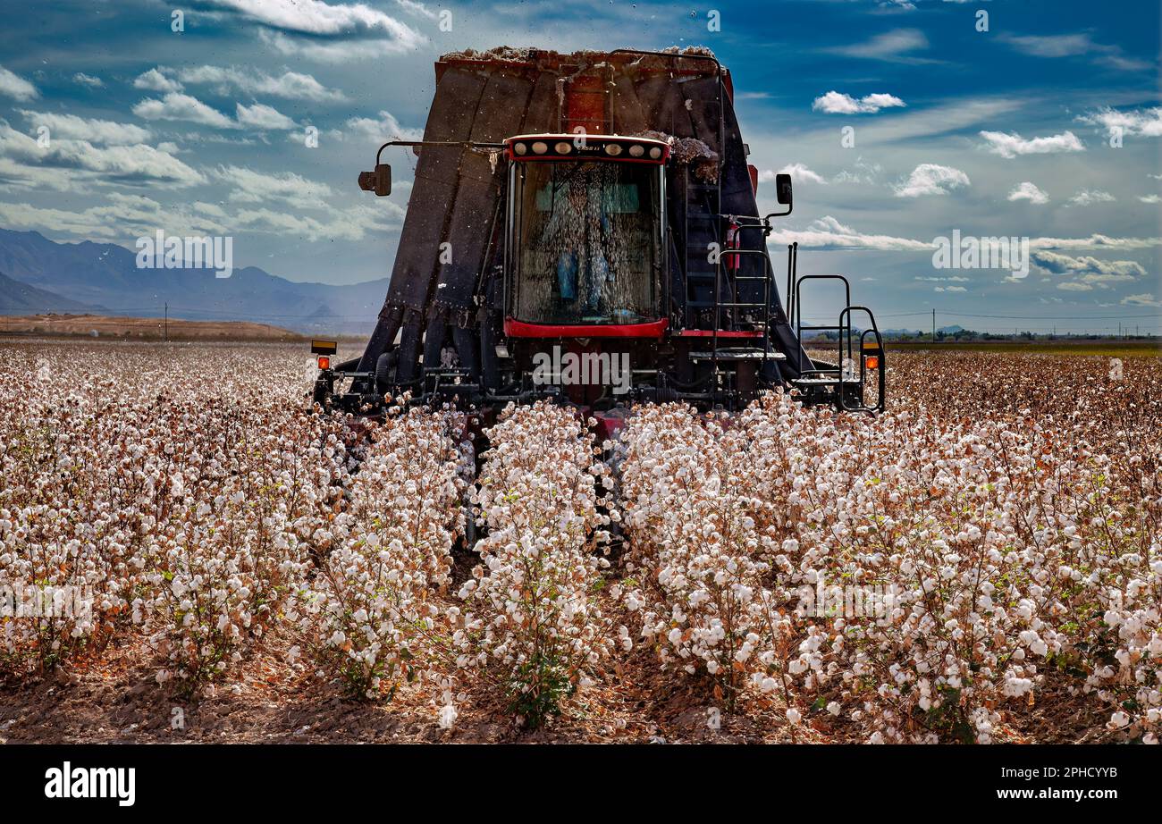 Récolteuse de coton - coton Pima prêt pour la récolte - Agriculture - Marana, Arizona Banque D'Images