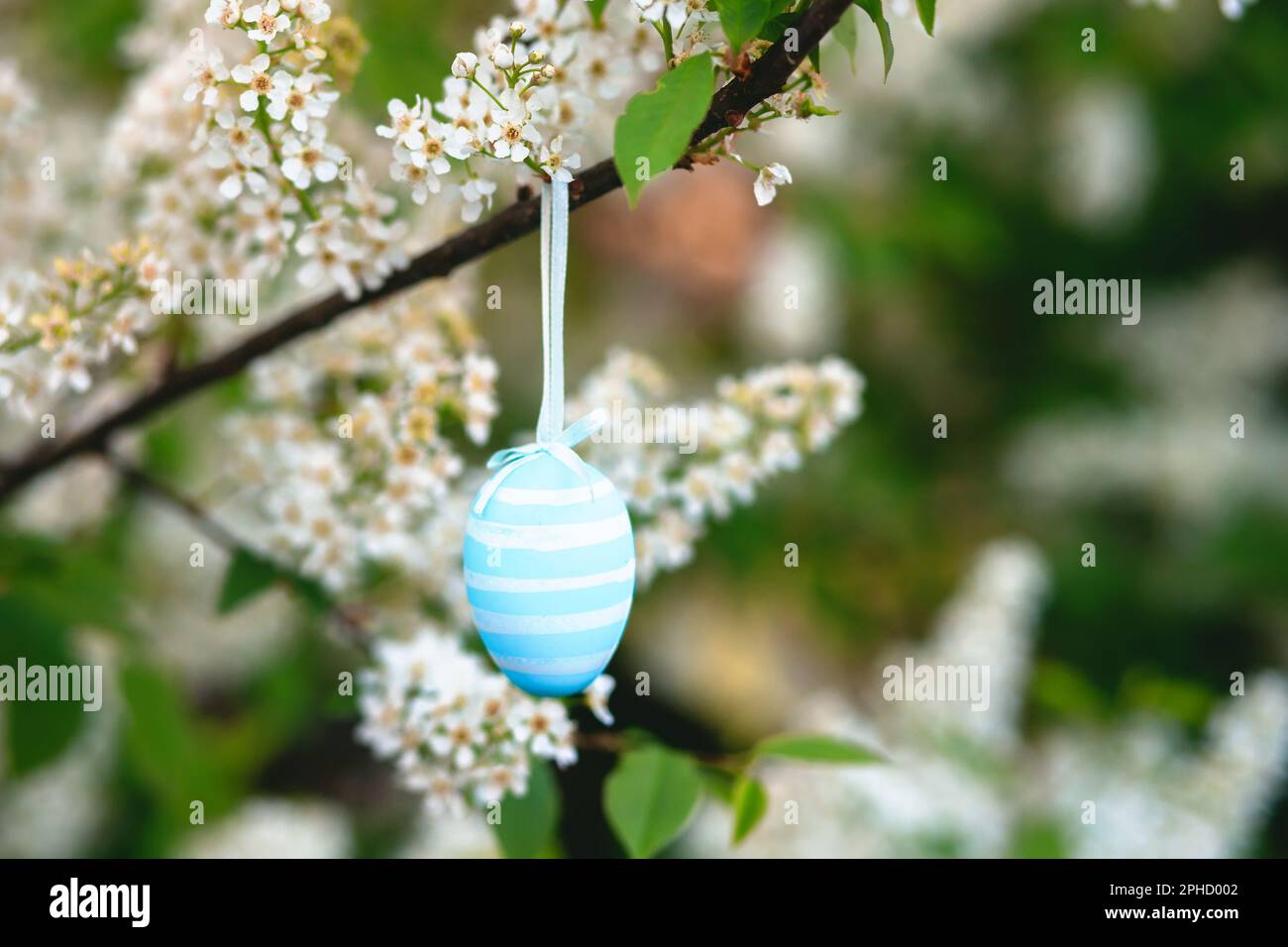 Œuf de Pâques peint à la main dans des couleurs blanches et bleues sur une branche en fleur d'un pavus Prunus, d'une cerise d'oiseau, d'une baie, d'une baie de hagberry ou d'un arbre de Mayday. le Banque D'Images