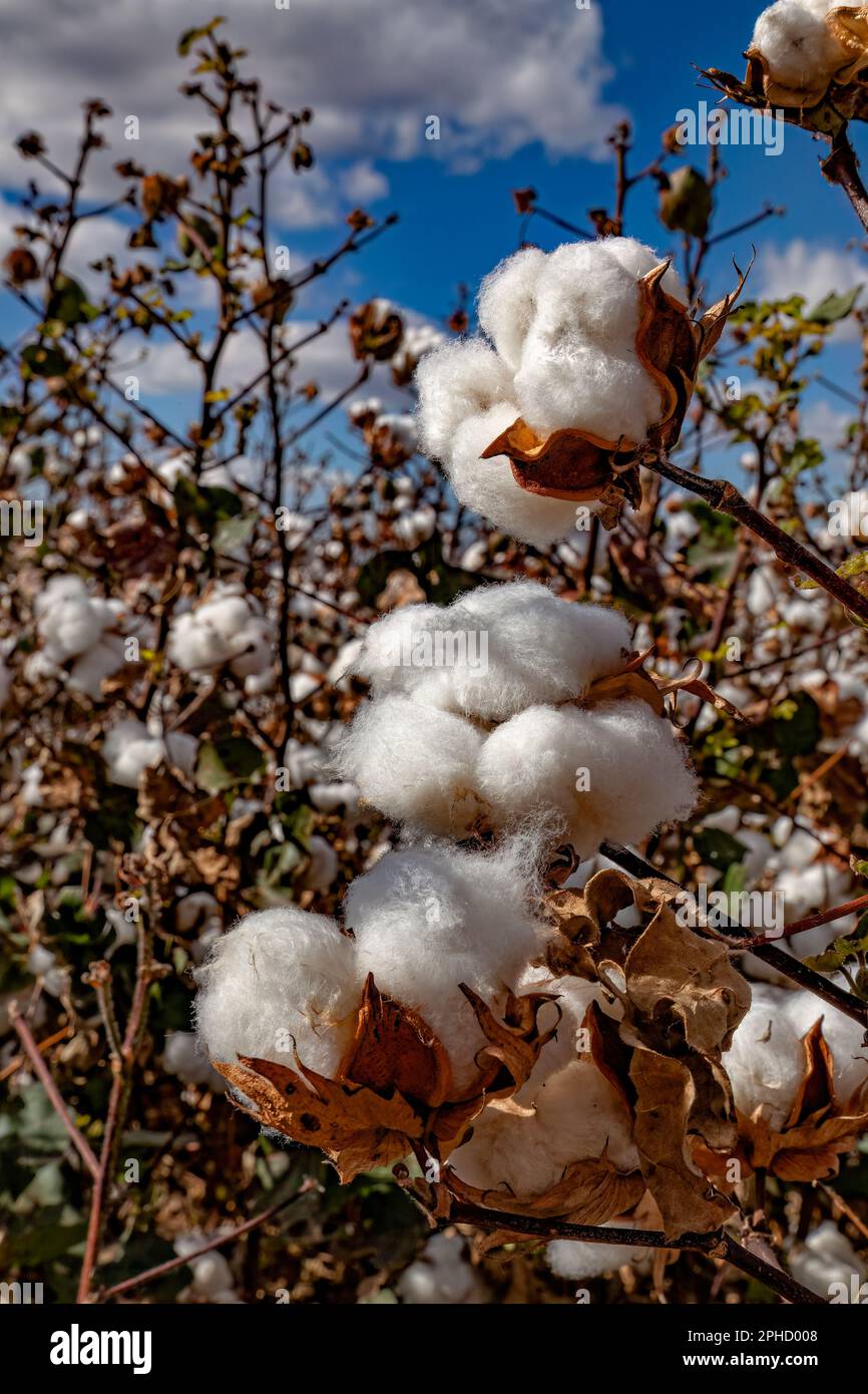 Prêts pour la récolte de coton pima - Agriculture - Marana, Arizona Banque D'Images