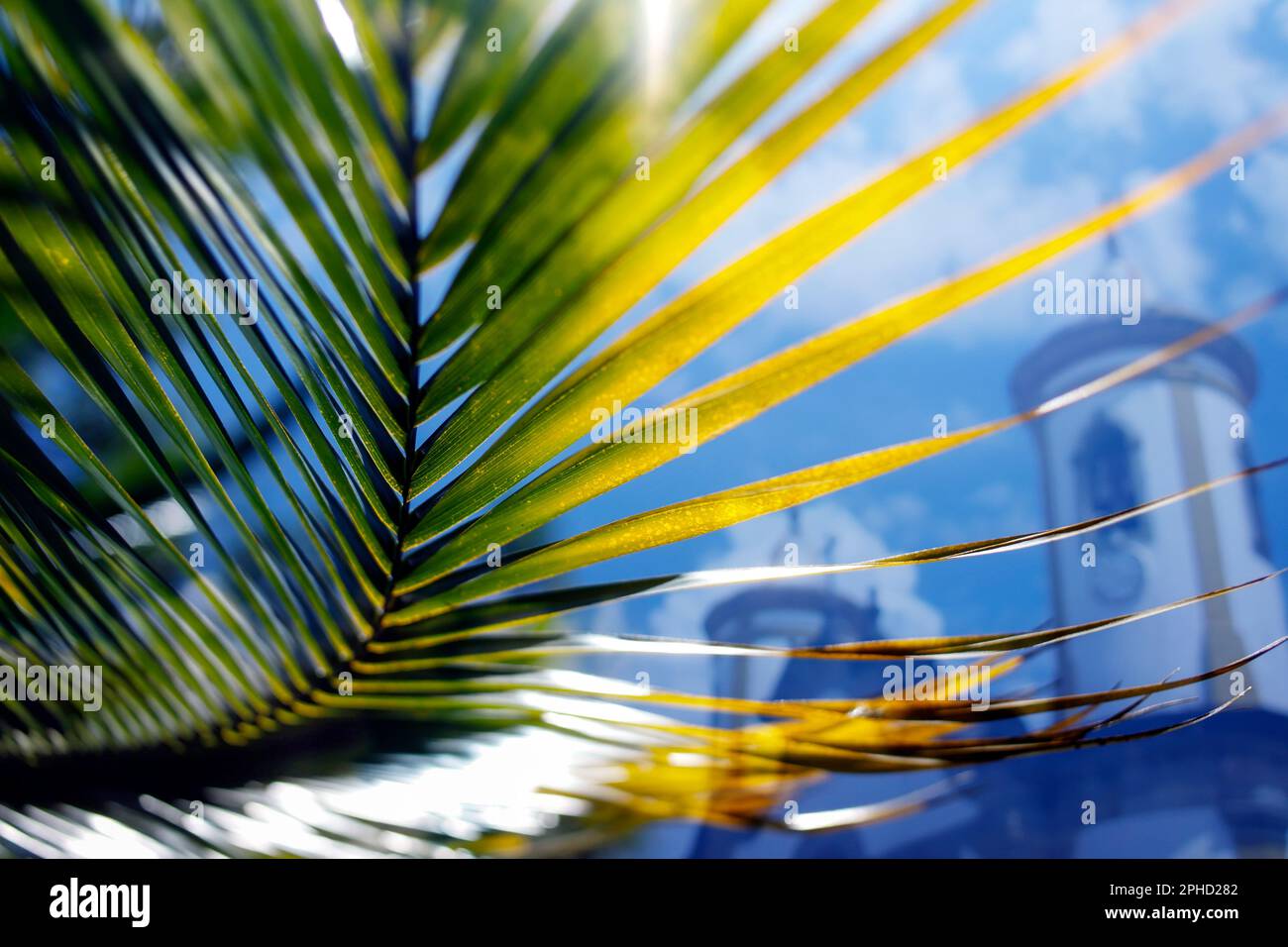 Semaine Sainte. Détail des branches avec mise au point sélective. Célébration catholique traditionnelle Palm dimanche. Foi chrétienne. Symbole religieux. Banque D'Images