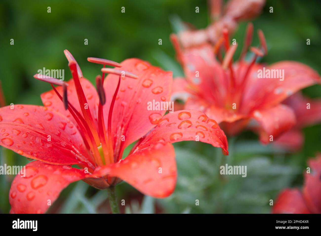 Lilas tigrées rouges avec rosée d'un matin d'été Banque D'Images