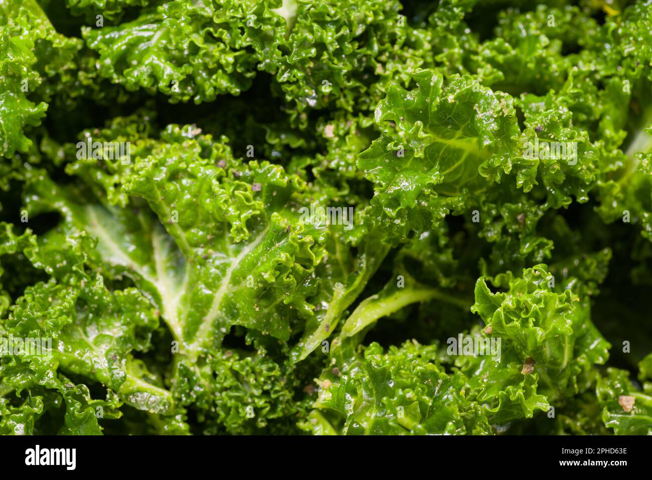 feuilles de kale vertes huilées et salées pour faire des copeaux de kale Banque D'Images