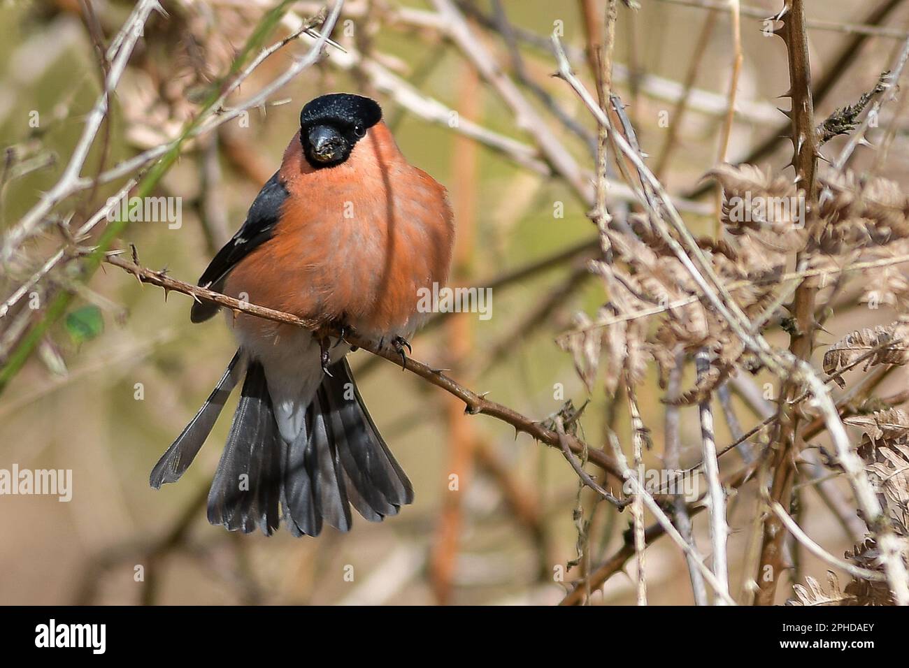 Bull Finch mâle Banque D'Images