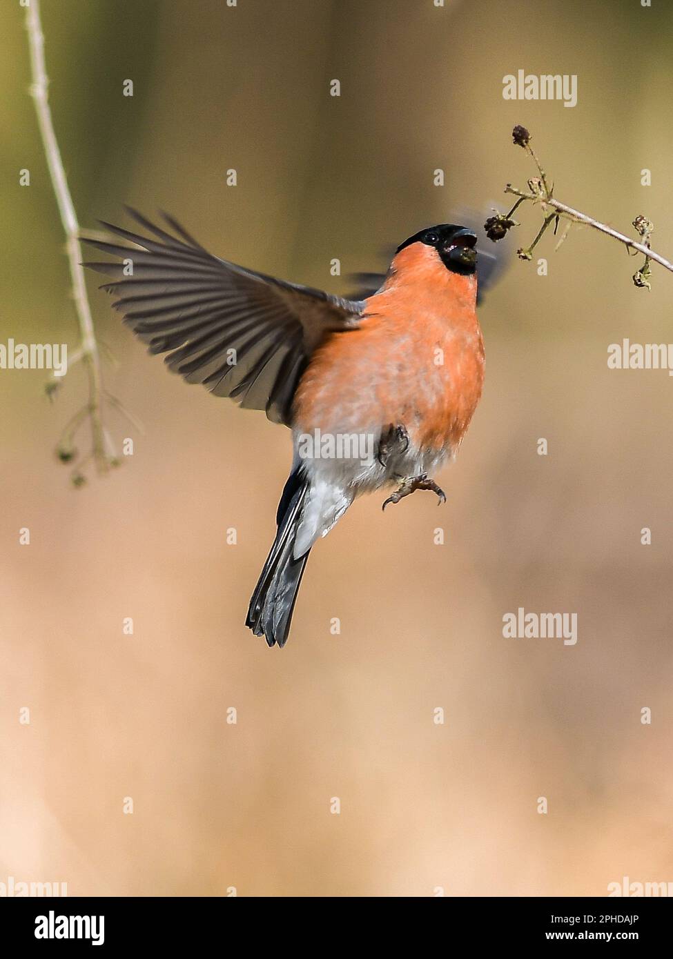 Bull Finch mâle Banque D'Images