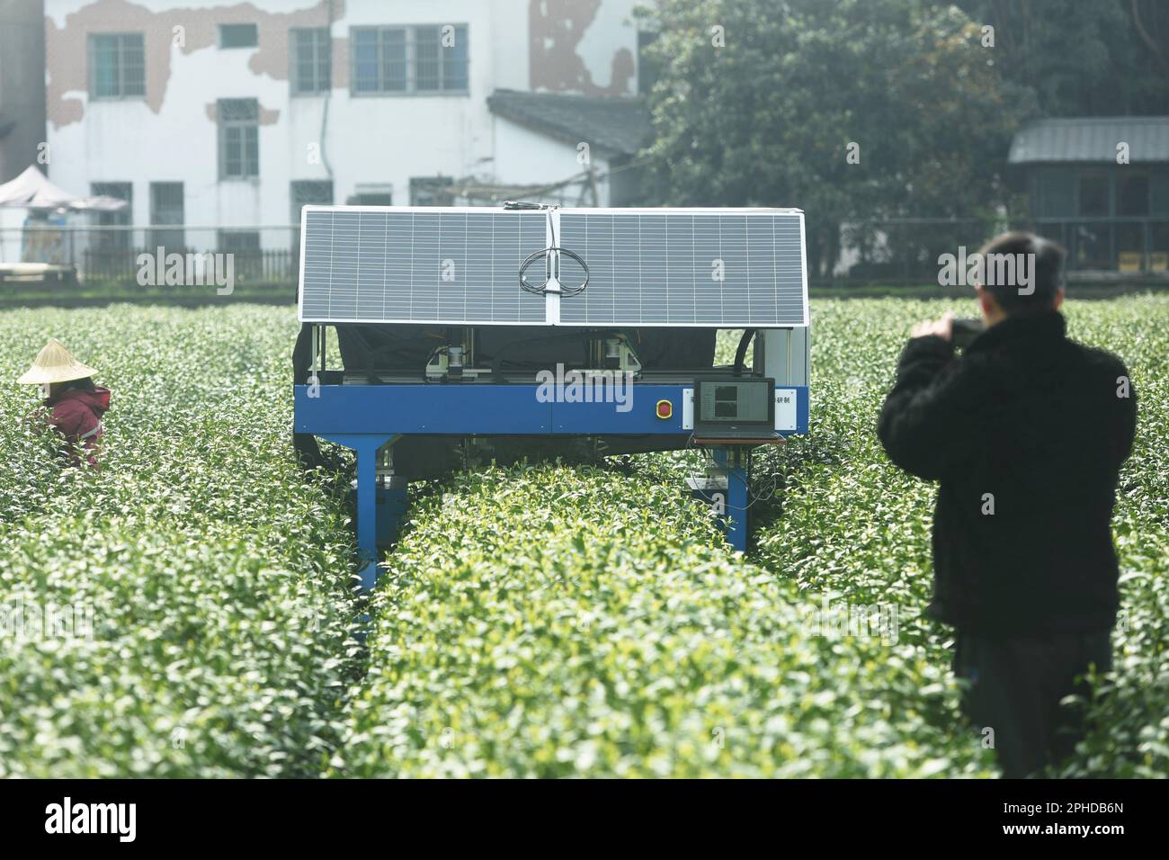 HANGZHOU, CHINE - 28 MARS 2023 - un robot de cueillette de thé ai cueille les bourgeons du thé de West Lake Longjing dans une plantation de thé de la première classe réserve de Banque D'Images