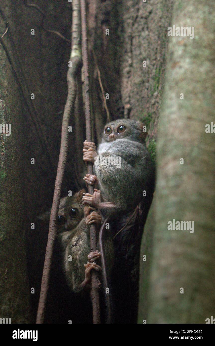 Deux individus du tarsier spectral de Gursky (Tarsius spectrumgurskyae