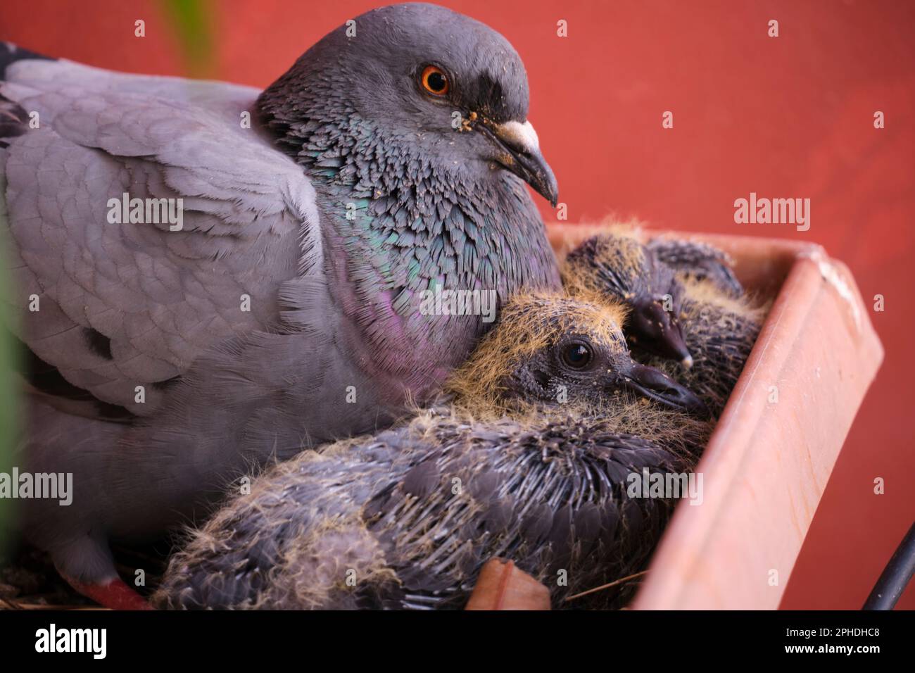 Mère pigeon avec des bébés Banque D'Images