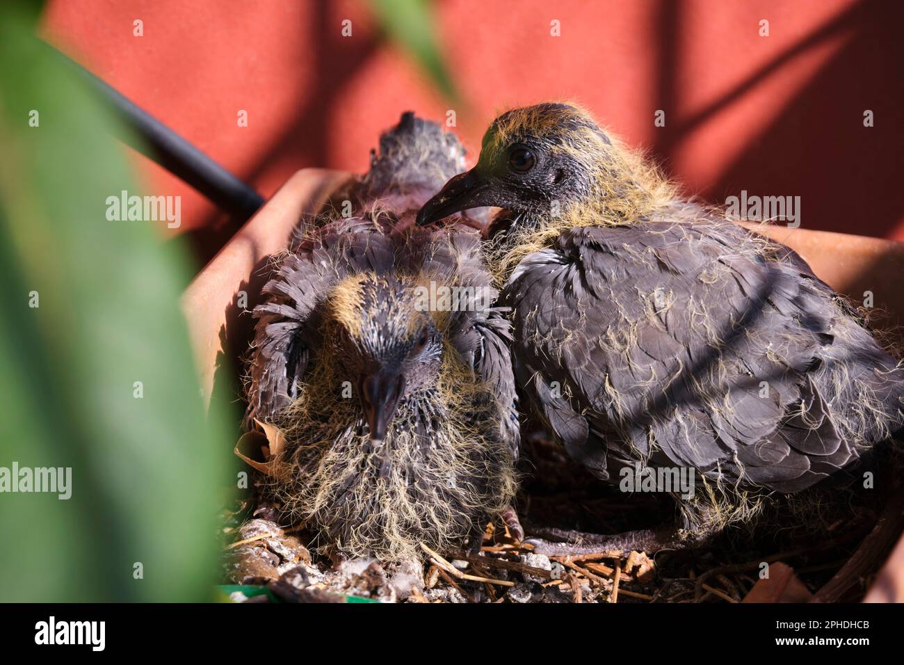 Bébé Pigeon frères et sœurs Banque D'Images