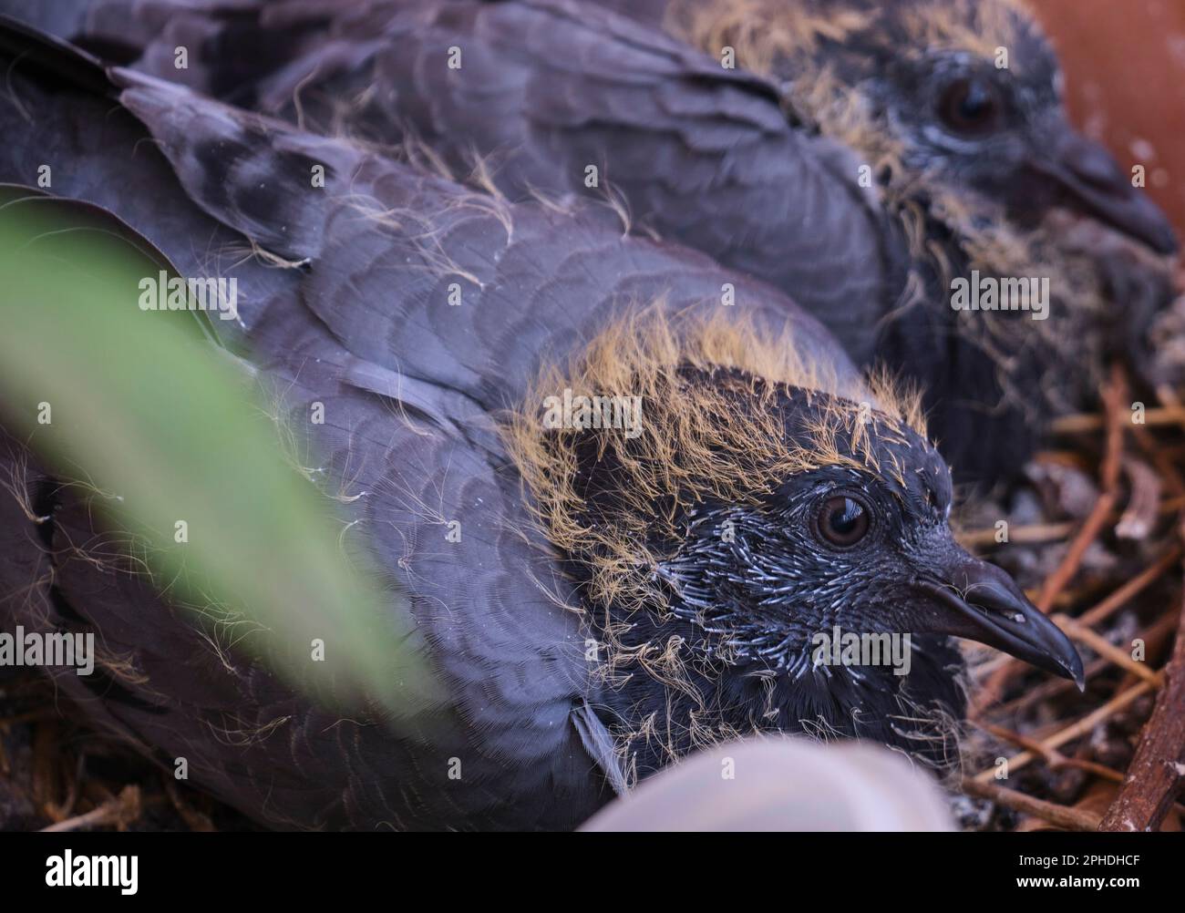 Bébé Pigeon frères et sœurs Banque D'Images