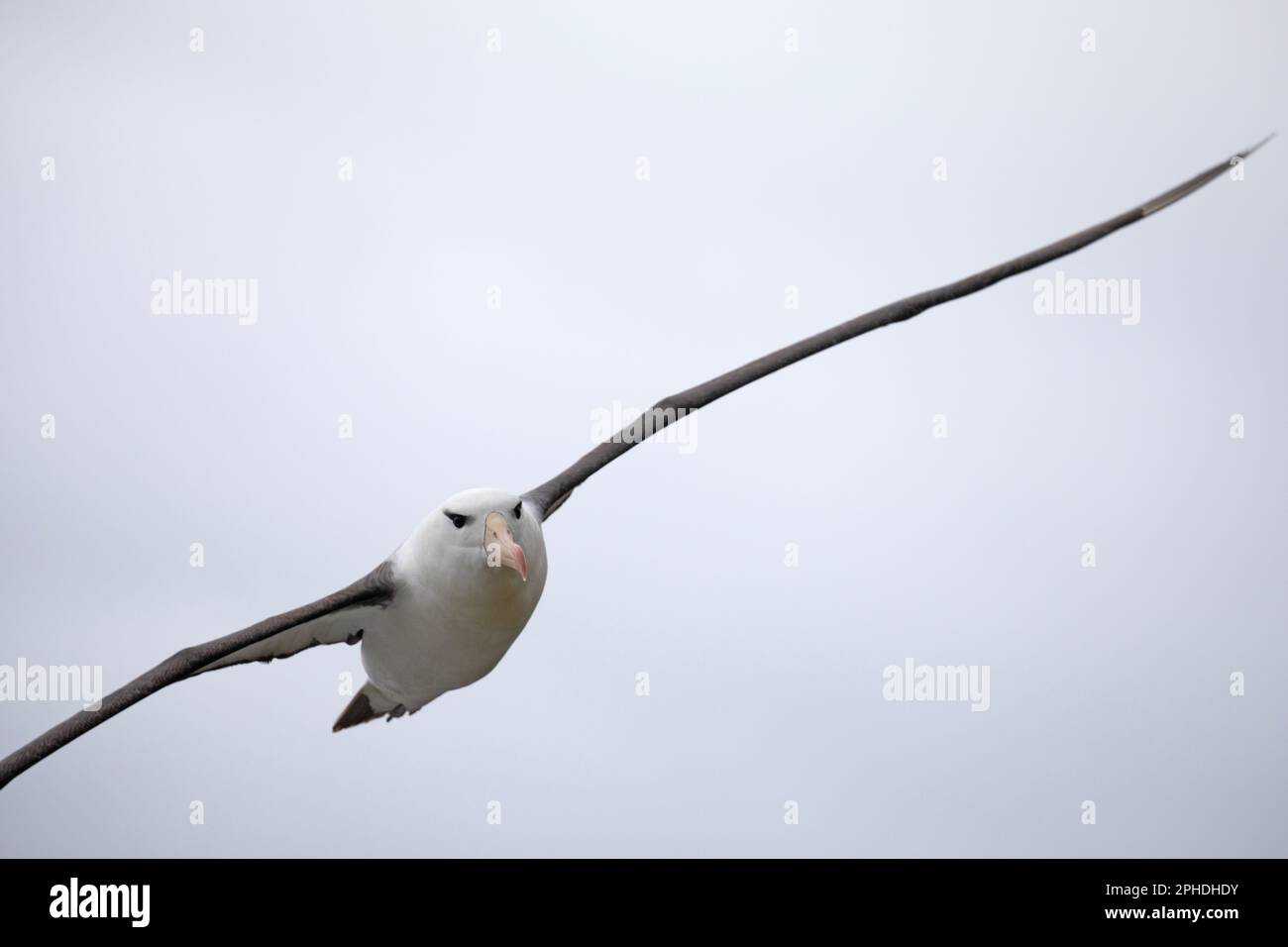 Albatros brun noir, Thalassarche melanophris, sur l'île de Saunders, l'une des plus petites îles Falkland. Banque D'Images