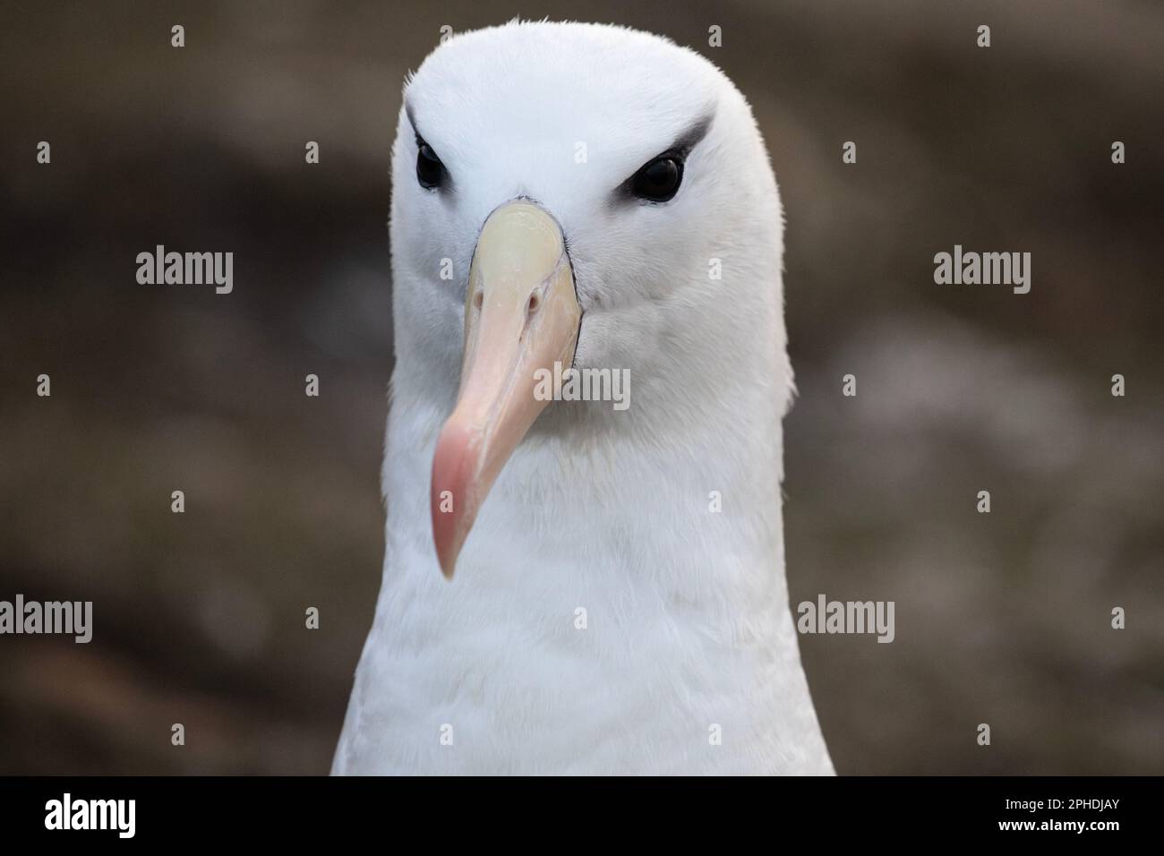 Albatros brun noir, Thalassarche melanophris, sur l'île de Saunders, l'une des plus petites îles Falkland. Banque D'Images