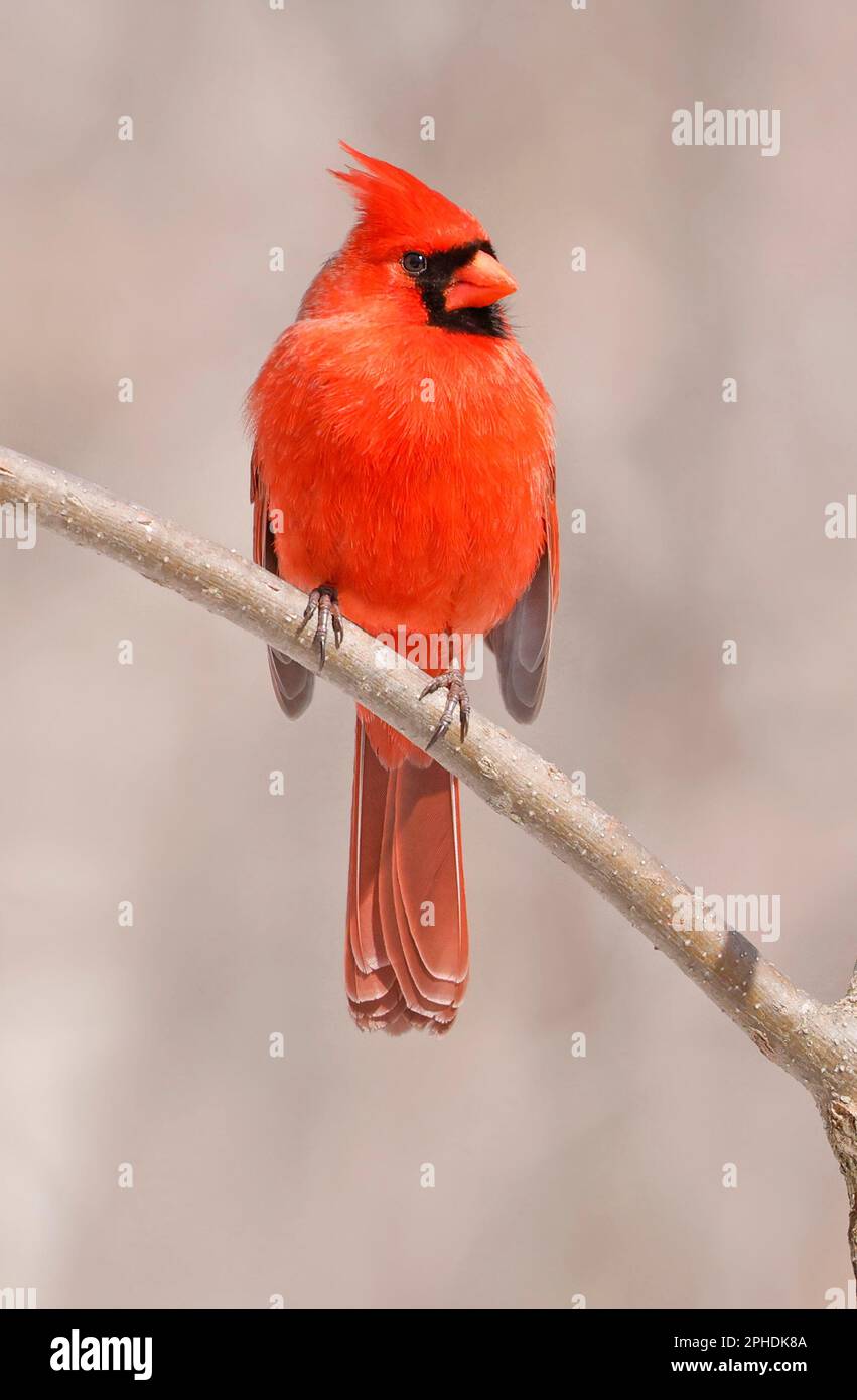 Cardinal rouge du Nord perçant sur une branche dans la forêt, Québec, Canada Banque D'Images