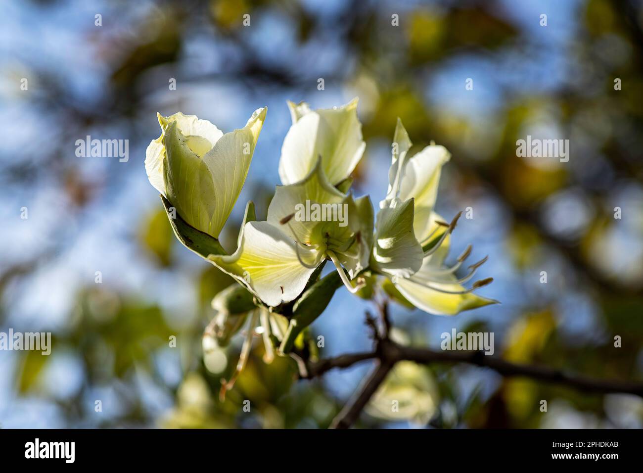 Blanc Bauhinia variegata Orchid fleurs d'arbre parmi les feuilles vertes de près Banque D'Images