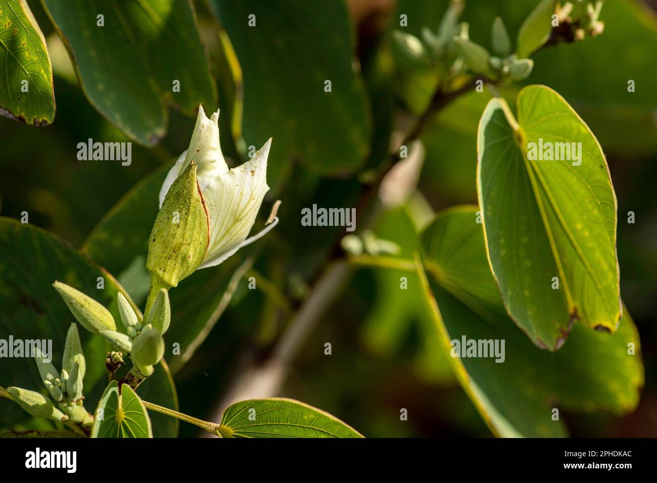 Blanc Bauhinia variegata Orchid fleurs d'arbre parmi les feuilles vertes de près Banque D'Images