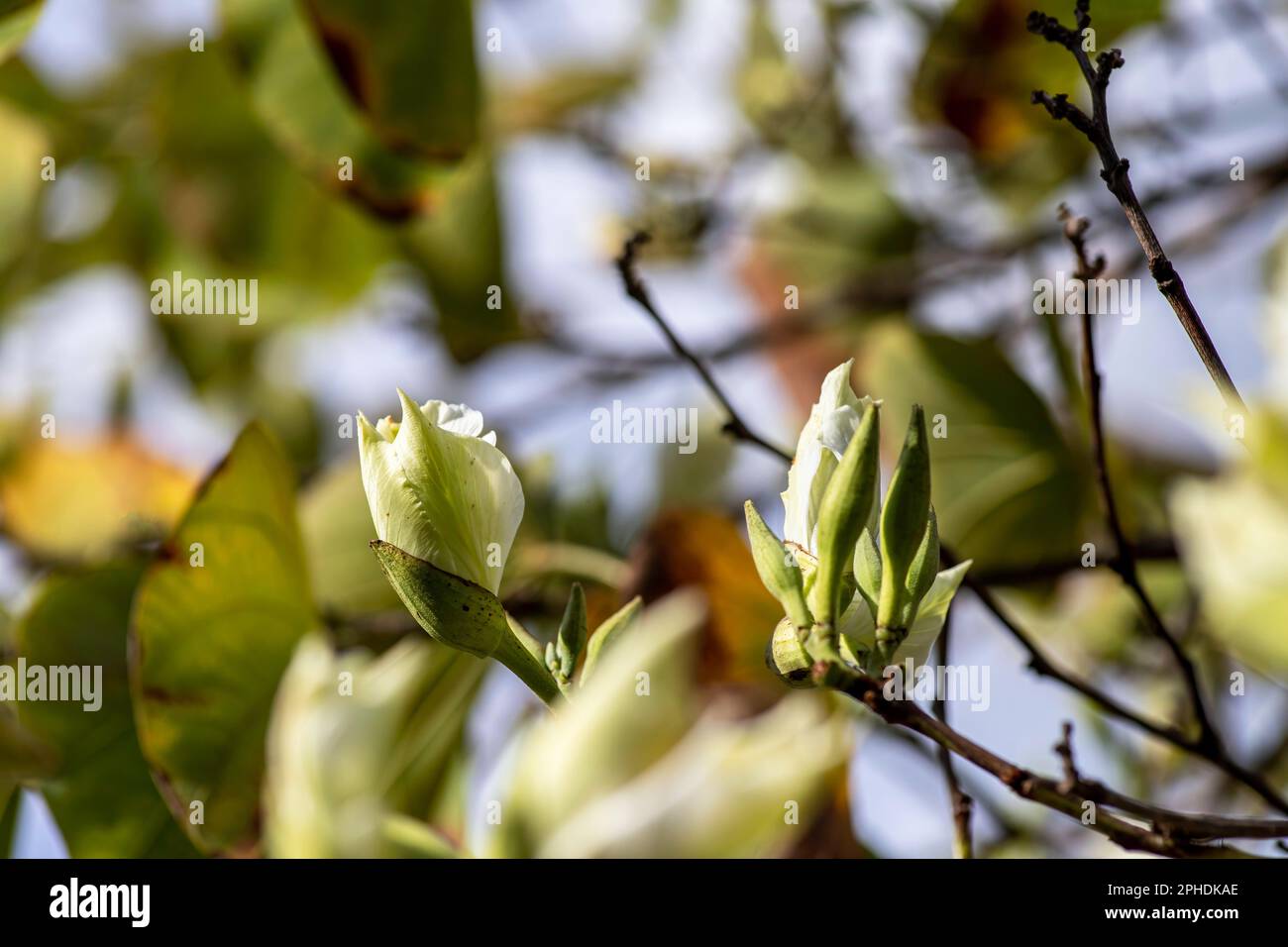 Blanc Bauhinia variegata Orchid fleurs d'arbre parmi les feuilles vertes de près Banque D'Images