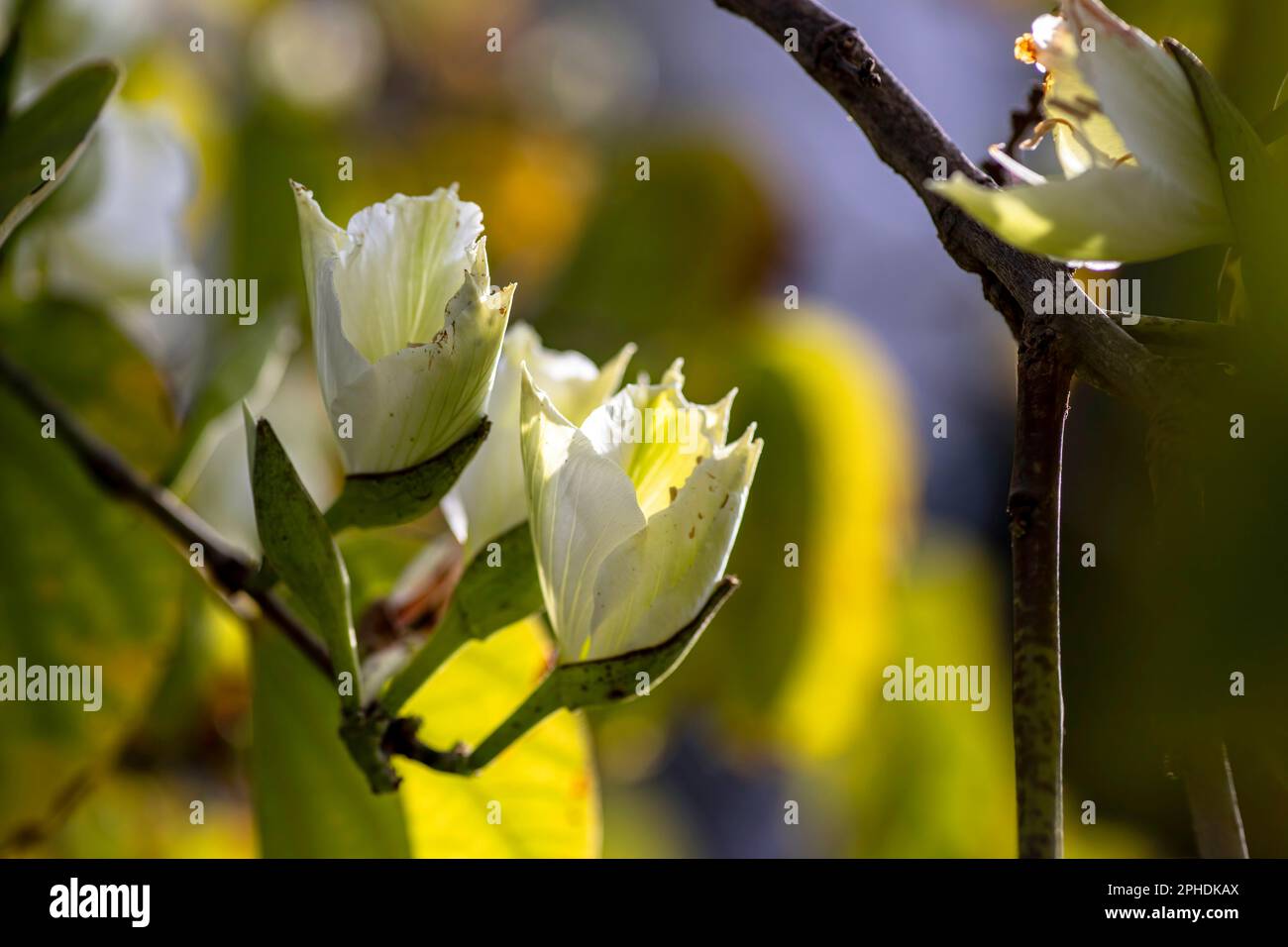 Blanc Bauhinia variegata Orchid fleurs d'arbre parmi les feuilles vertes de près Banque D'Images