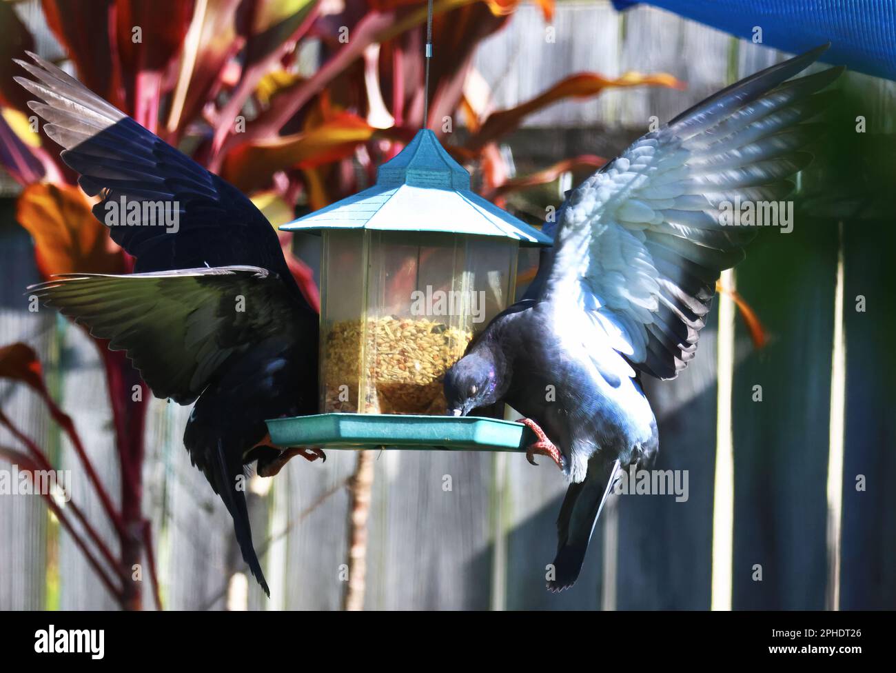 Photo-art aléatoire et photographie de rue d'animaux faisant ce qu'ils aiment, les pigeons se nourrissant en battant leurs ailes pour rester sur le couloir extérieur. Banque D'Images