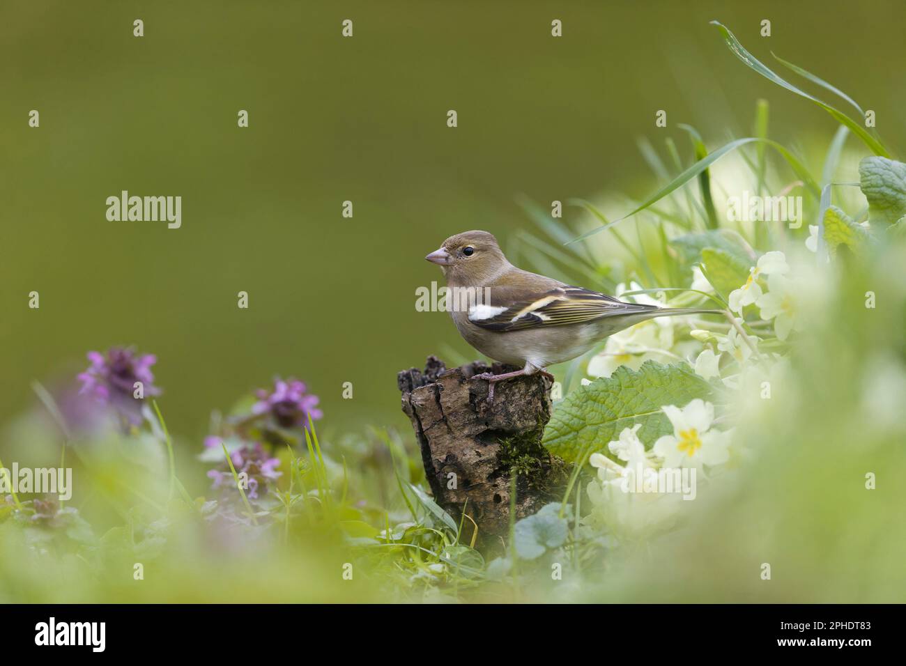 Coelebs de Fragilla, femelle adulte perchée sur une souche parmi Primrose Primula vulgaris, et lamium purpueum rouge d'ortie morte, fleurs Banque D'Images