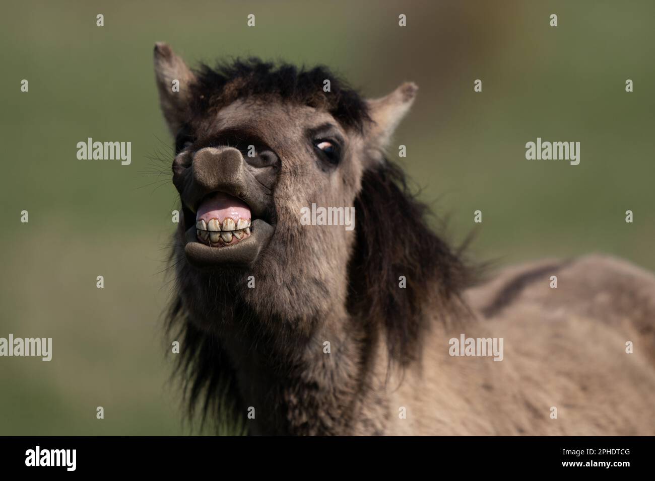 Un poney Konik parmi le troupeau de la réserve naturelle de Wincken Fen du National Trust à Cambridgeshire. Les animaux de pâturage, une race résistante originaire de Pologne, contribuent à maintenir « l'une des zones humides les plus importantes d'Europe » et attirent de nouvelles espèces de flore et de faune dans le marais, laissant des empreintes et des tas de bouées remplies d'eau au fur et à mesure. Composé de l'un des quatre seuls fragments de fène non drainé au Royaume-Uni, Wincken Fen est un habitat clé pour des milliers d'espèces de fleurs, d'insectes et d'oiseaux, jouant un rôle écologique important en bloquant le carbone dans son sol humide tourbé pour réduire les émissions et donc h Banque D'Images