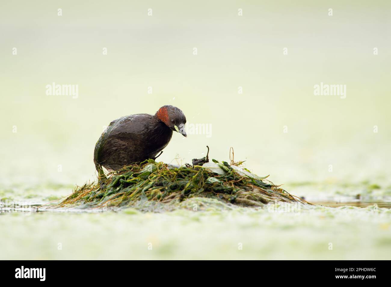 sur le nid... Petit Grebe ( Tachybaptus ruficollis ) grimpant sur son nid. Banque D'Images