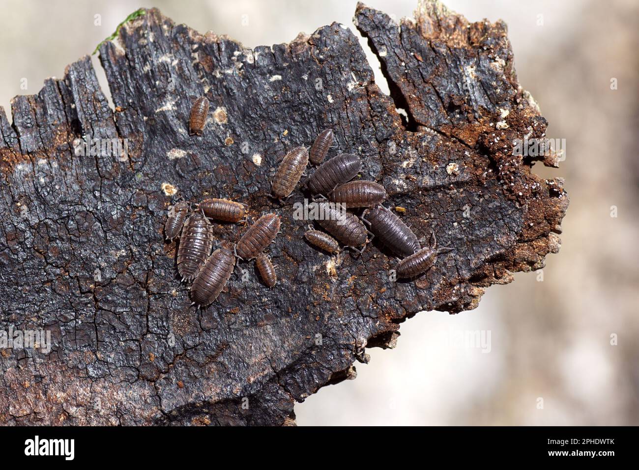 Les poux bruts, les cloches rugueuses (Porcellio scaber), la famille des Porcellionidae et les poux (Oniscus asellus), la famille des Onisidae. Sur l'écorce. Banque D'Images