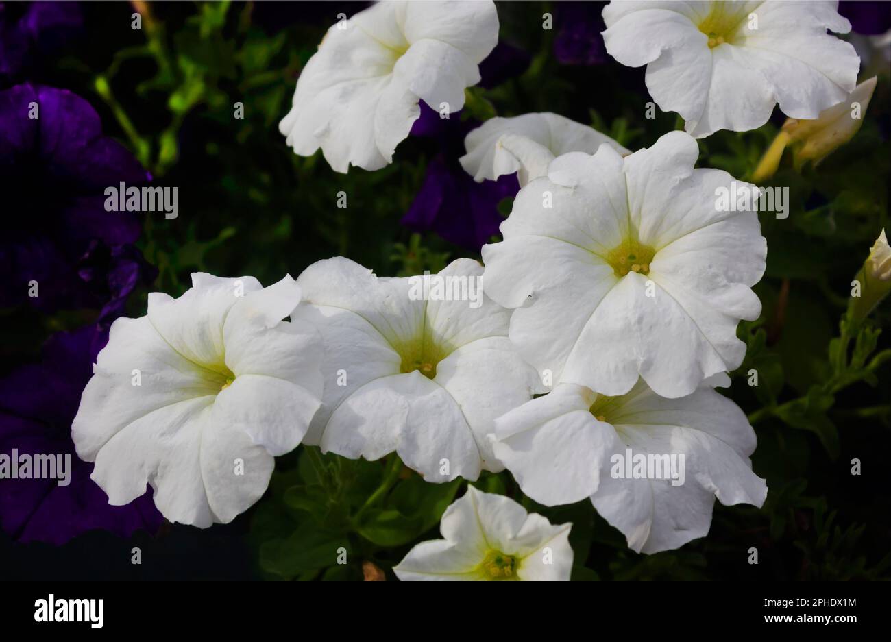 Vague blanc Cascade couleur Petunia hybrida, Solanaceae, nom bouquet de fleurs beau sur flou de fond de nature, grands pétales, simple couche, Grandi Banque D'Images