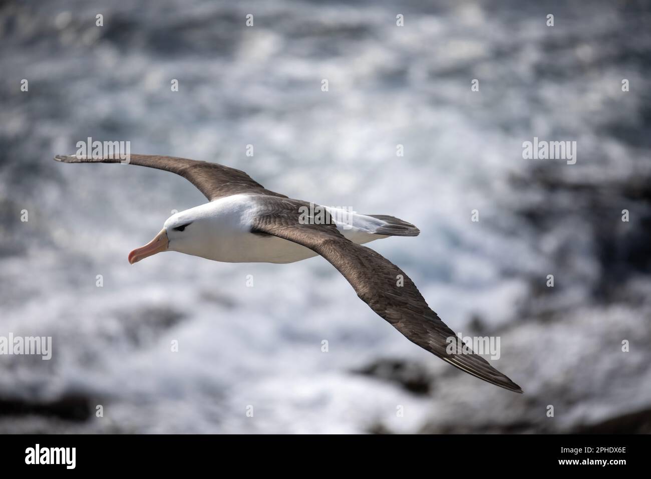 Albatros brun noir, Thalassarche melanophris, sur l'île de Saunders, l'une des plus petites îles Falkland. Banque D'Images
