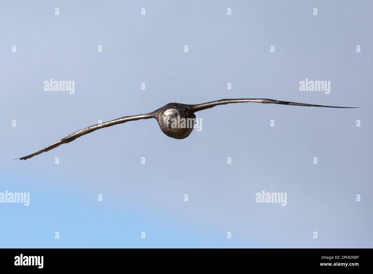 Albatros brun noir, Thalassarche melanophris, sur l'île de Saunders, l'une des plus petites îles Falkland. Banque D'Images