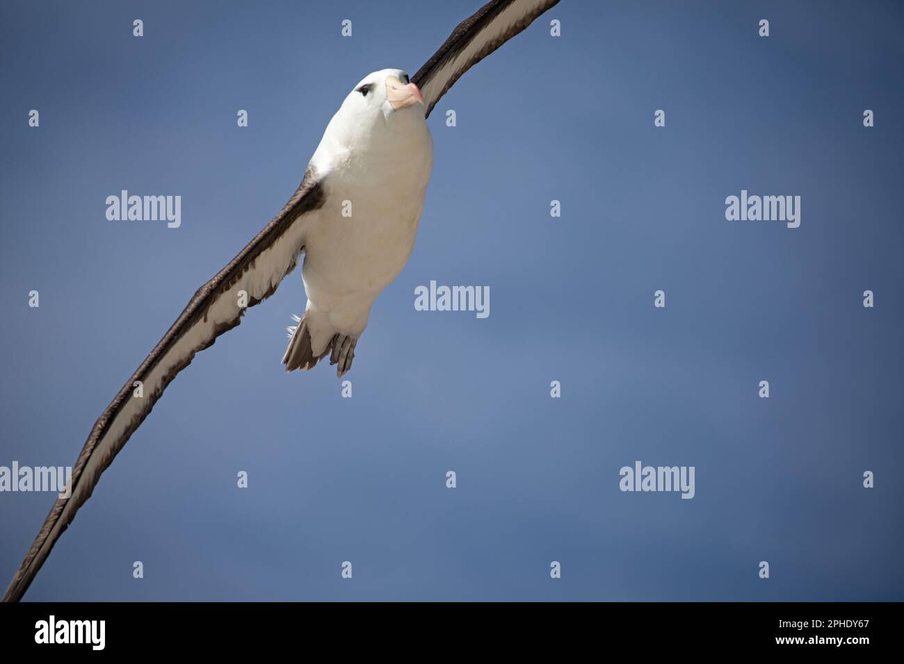 Albatros brun noir, Thalassarche melanophris, sur l'île de Saunders, l'une des plus petites îles Falkland. Banque D'Images