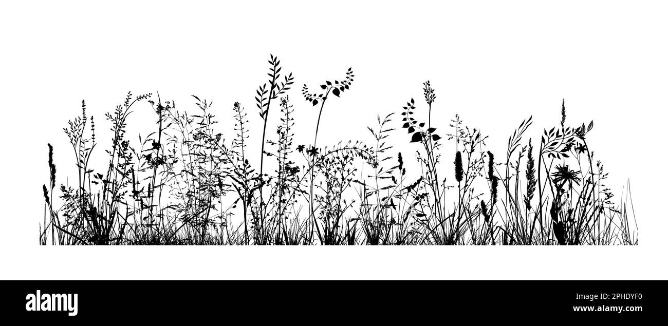Silhouettes noires d'herbe, de fleurs et d'herbes isolées sur fond blanc. Fleurs dessinées à la main. Illustration vectorielle Illustration de Vecteur