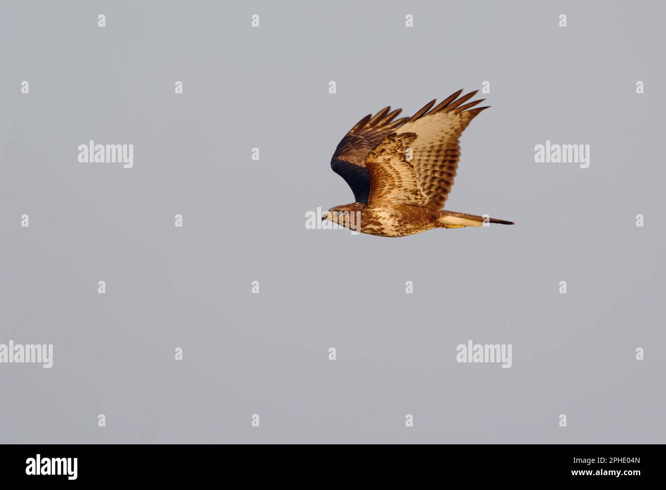 en vol... Buzzard commun ( Buteo buteo ) Banque D'Images