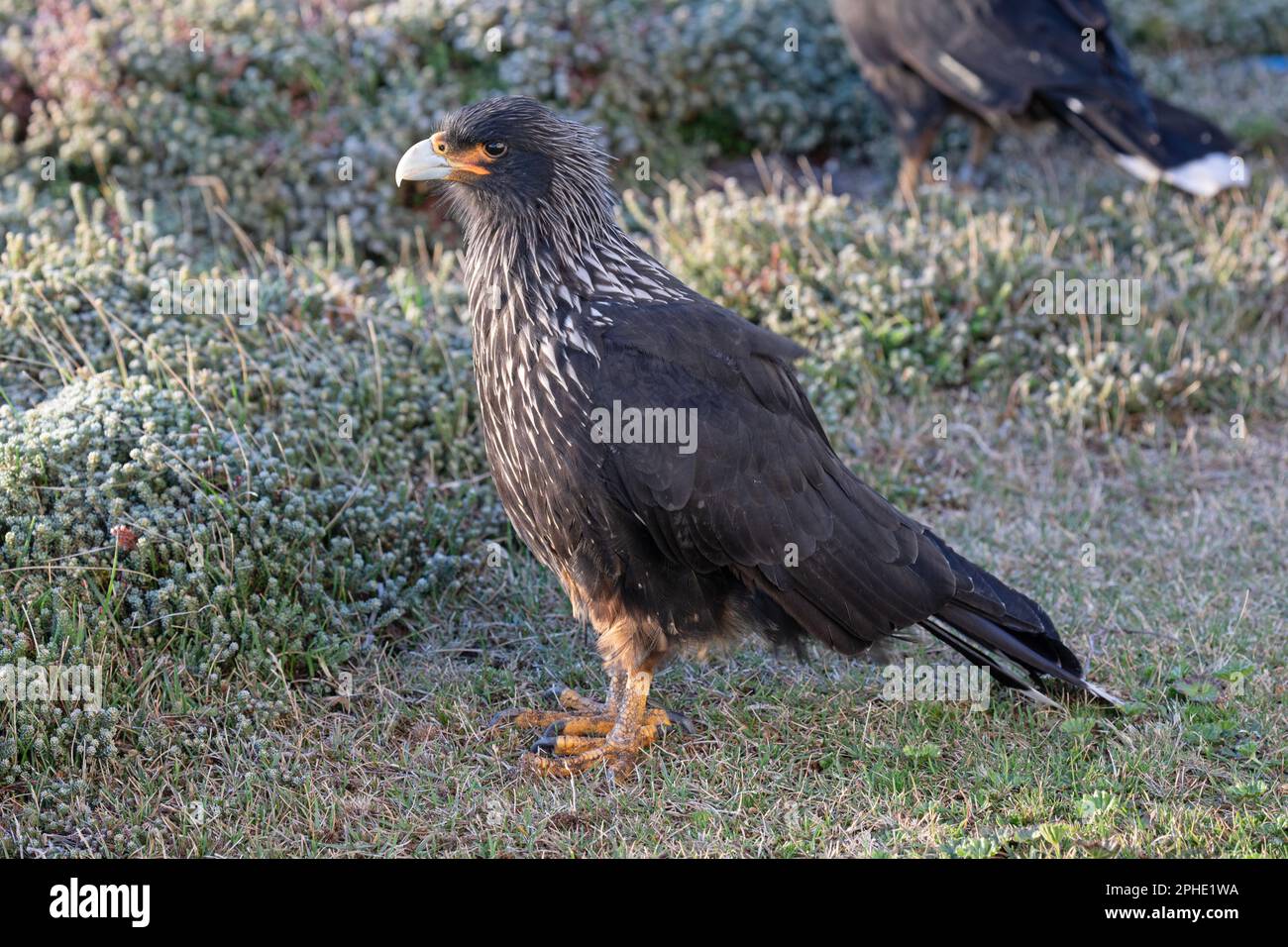 Un Caracara strié, Phalcoboenus Australis, sur l'île de Saunders, une partie des îles Falkland. Connu localement sous le nom de Johnny Rook. Banque D'Images